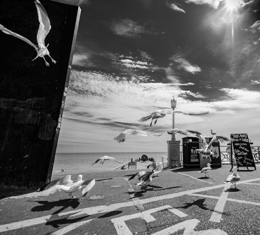 Seagulls Seagulls - Brighton Street Photography - Beach and Seafront 2020