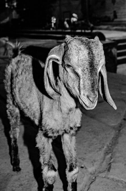 Varanasi Goat Varanasi Goat - Varanasi - India - Street Photography Documentary