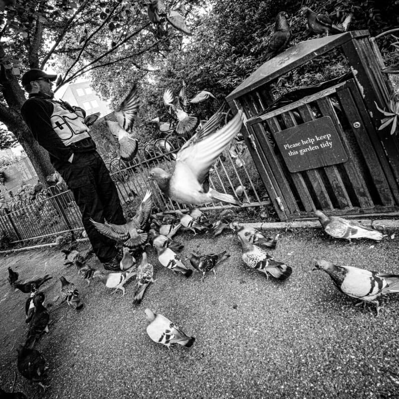 Pigeons Pigeons - Summer 2021 - Brighton Street Photography
