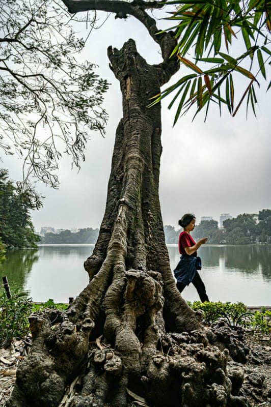 Passing a Tree Passing a Tree - Hanoi - Vietnam - Street Photography Documentary