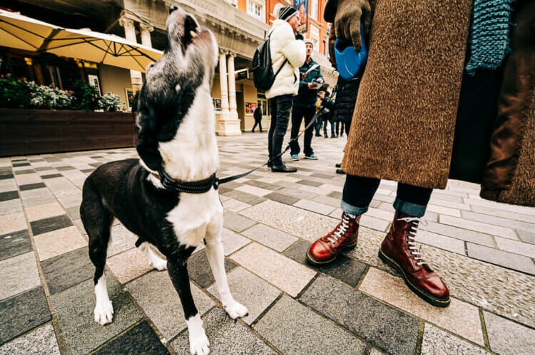 Howler and Docs - Dynamic Street Photography - Brighton