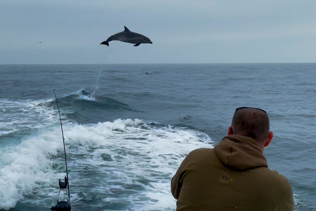 Largest Dolphin Leap Recorded in Brighton and Sussex